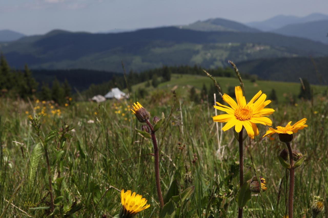 מלון אריסני Arnica Montana מראה חיצוני תמונה